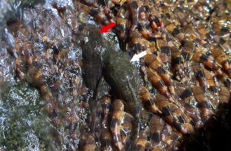 Unprecedented Video Exhibits Catfish Climbing Straight Up a Waterfall