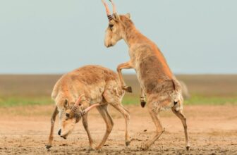 Right here Are the Winners of the 2025 Wildlife Photographs of the 12 months Contest