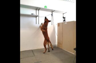 Some Canines Can Change into Unhealthily Hooked on Their Favourite Issues, Too