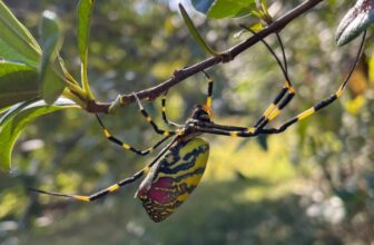 They’re Large, They’re Creepy, and They’re Again—An Knowledgeable’s Suggestions for Joro Spider Season
