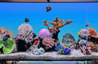 You do not want a brand new Roku; it is advisable to clear the cache