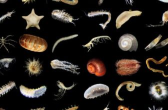 Firm Discovers A whole bunch of New Deep Sea Creatures Whereas Figuring Out The way to Mine Their House