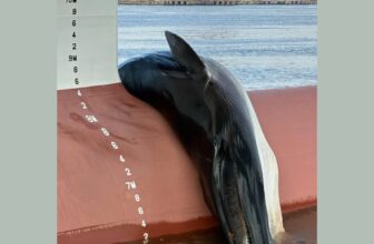 Authorities Investigating Grotesque Loss of life of Whale Discovered on a Ship in New Jersey
