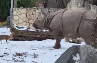 Invoice Gates Warns of a Darkish Pattern In Miserable Annual Letter So This is a Little Deer Man Completely Proudly owning a Rhinoceros